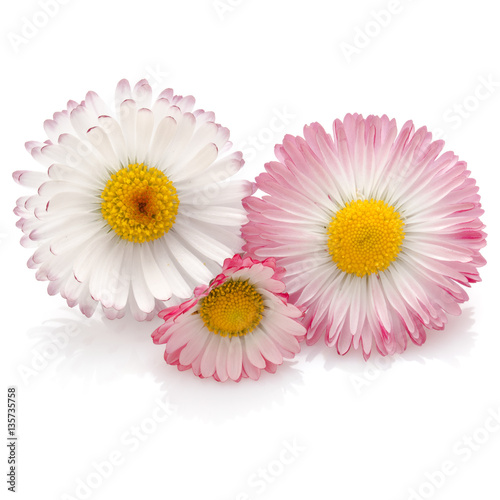 Fototapeta Naklejka Na Ścianę i Meble -  Beautiful daisy flowers isolated on white background cutout