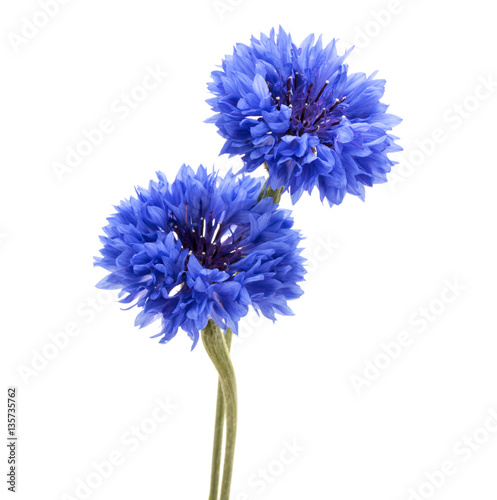 Blue Cornflower Herb or bachelor button flower head isolated on