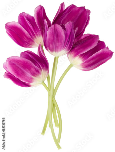 lilac tulip flowers bouquet isolated on white background cutout