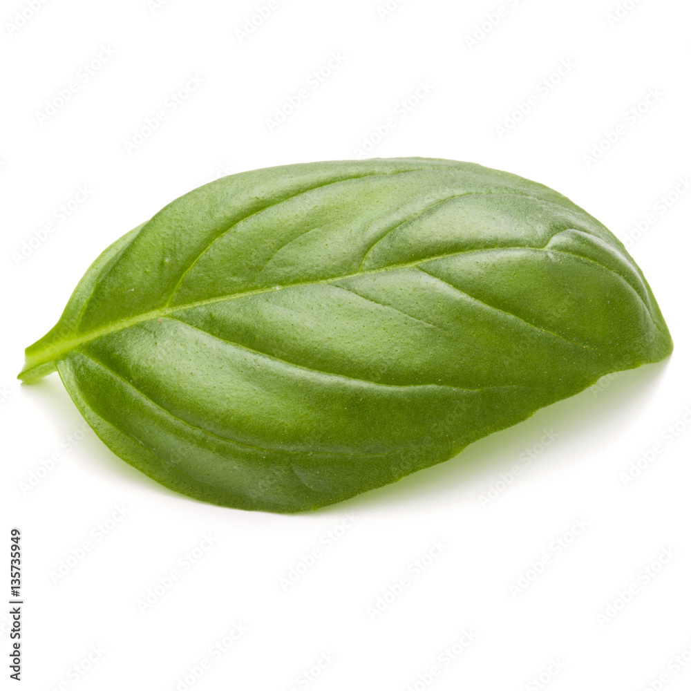 Sweet basil herb leaves isolated on white background closeup Sweet basil herb leaves isolated on white background closeup