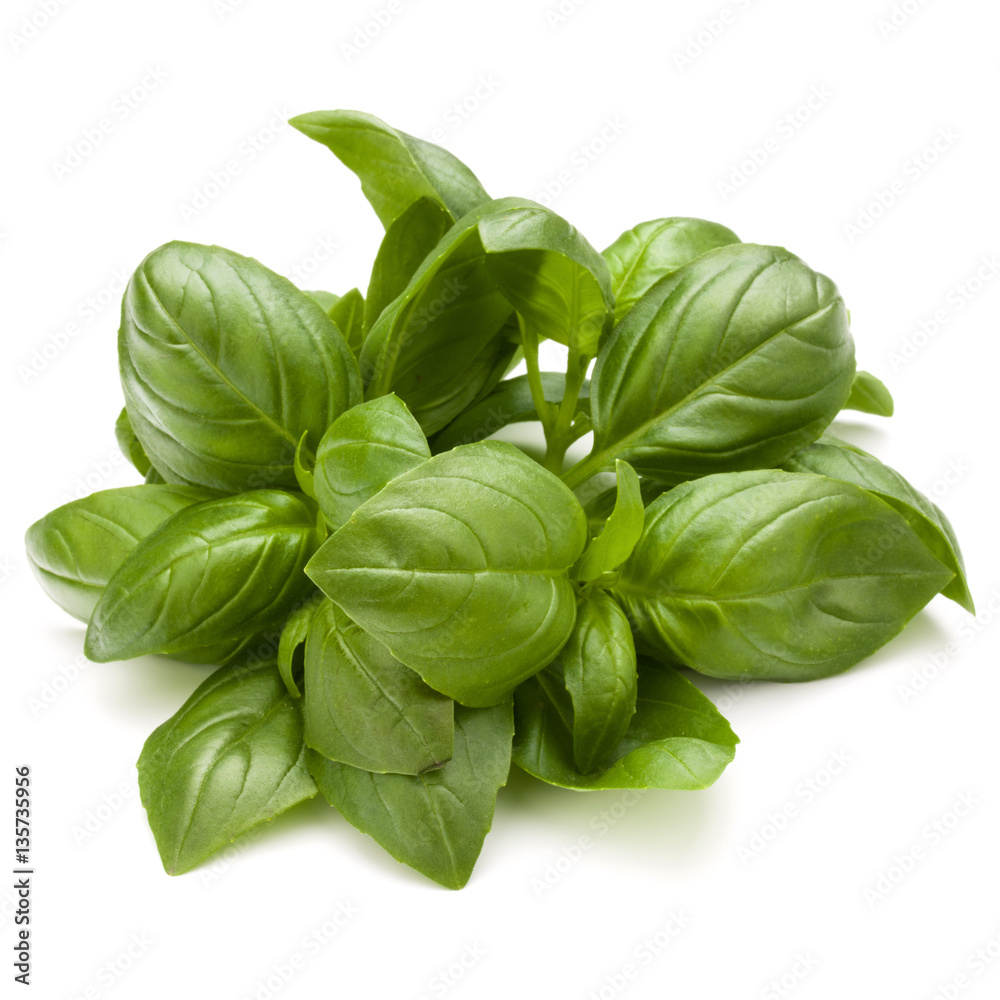Sweet basil herb leaves bunch isolated on white background Sweet basil herb leaves bunch isolated on white background