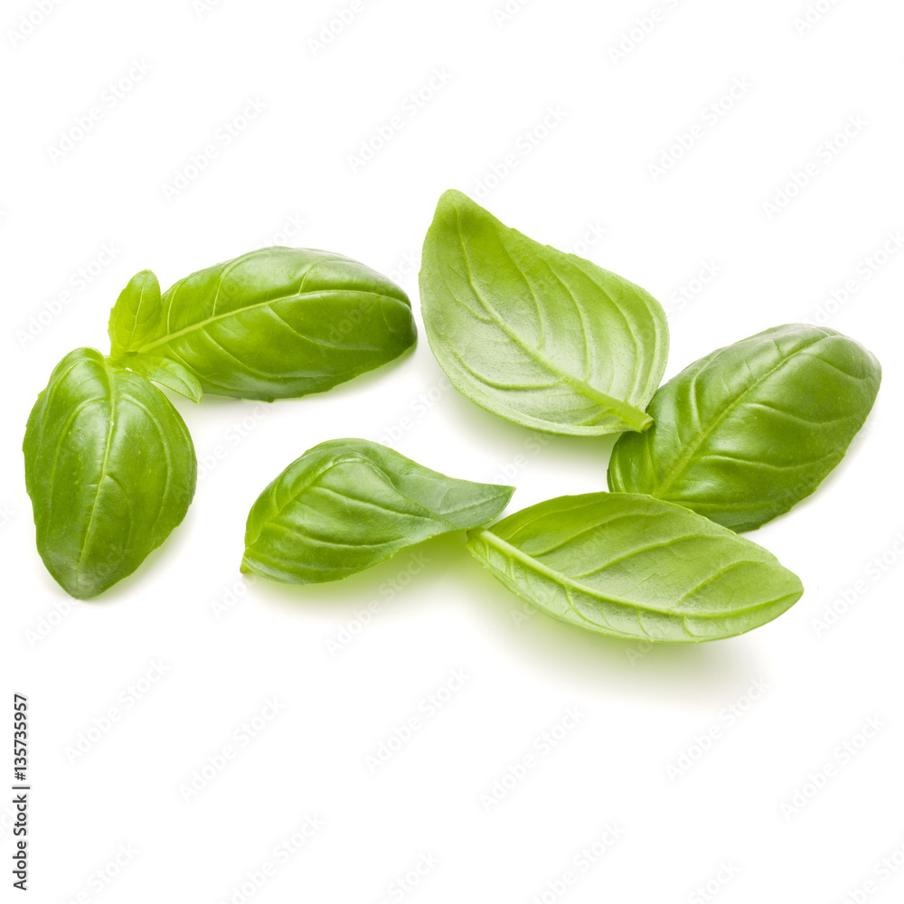 Sweet basil herb leaves handful isolated on white background clo Sweet basil herb leaves handful isolated on white background clo