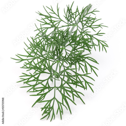 Close up shot of branch of fresh green dill herb leaves isolated