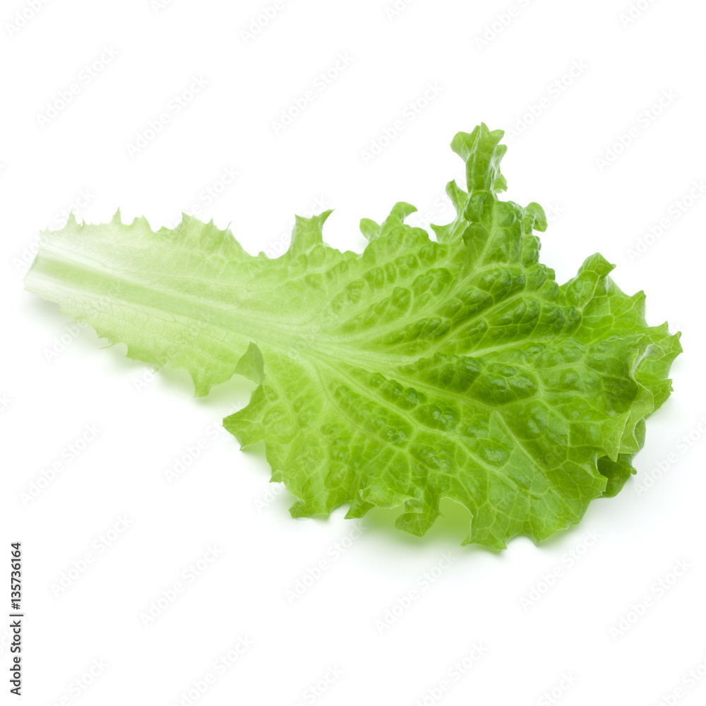 fresh green lettuce salad leaves isolated on white background fresh green lettuce salad leaves isolated on white background