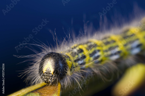 hairs on the head of caterpillar photo