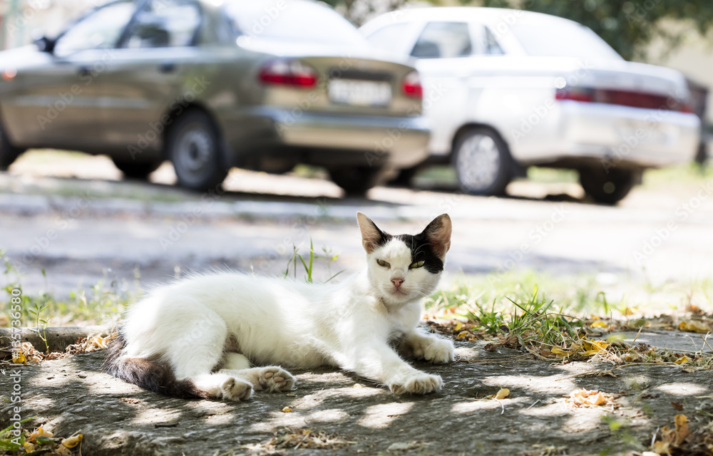 wild street cat
