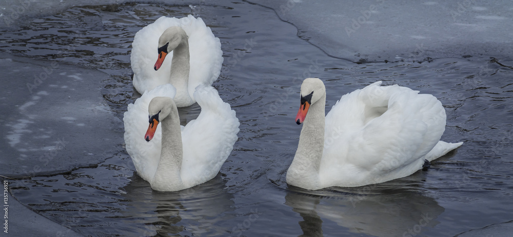 Fototapeta premium white swans on winter river