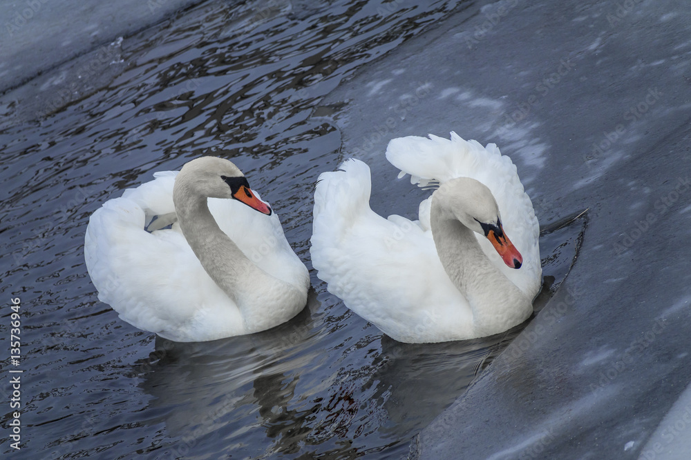 Obraz premium white swans