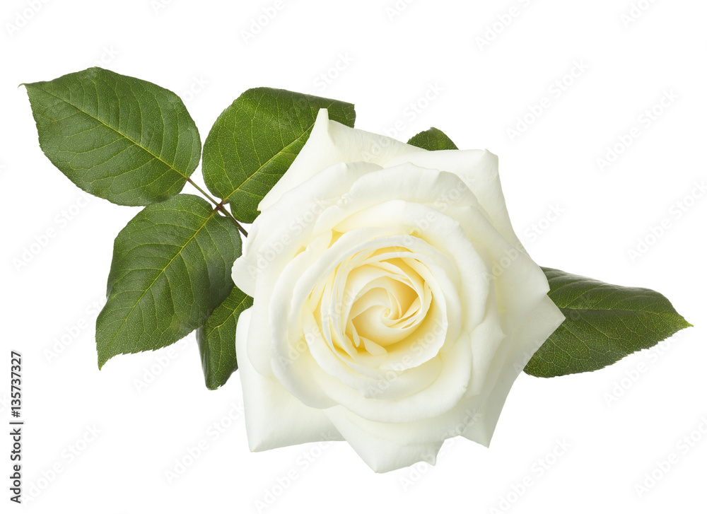 Naklejka premium Biała róża na białym tle.