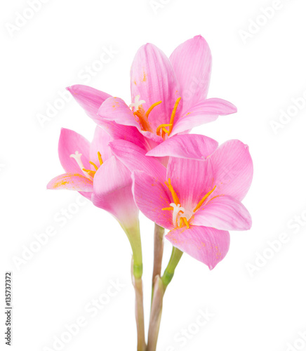Fototapeta Naklejka Na Ścianę i Meble -  Three pink lilies isolated on a white background. Rosy Rain lily