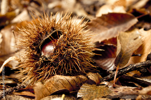 Dropped husk and chestnuts with dry leaves. Picture taken in a wood, during the autumn, in the North of Italy.