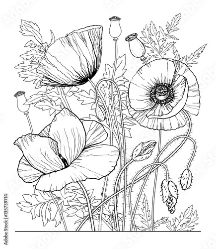 Vector botanical illustration poppy