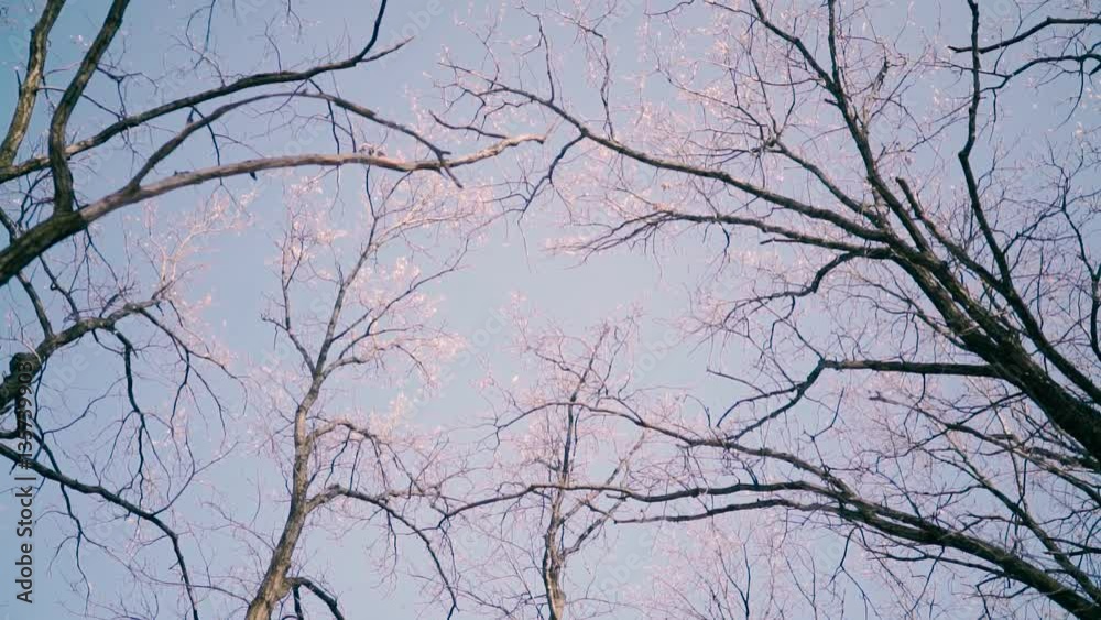 Winter beauty. Frozen trees on sky background in sunlight, snow falling from the trees. Winter beauty. Frozen trees on sky background in sunlight, snow falling from the trees.