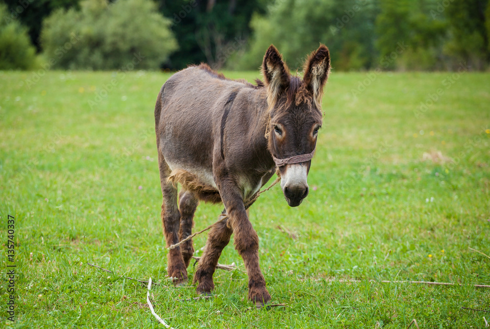 Cute donkey on a green meadow Cute donkey on a green meadow