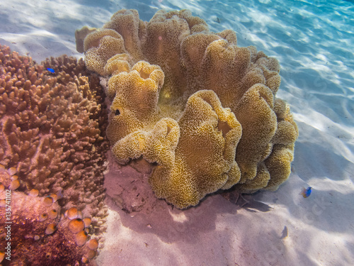 gelbe koralle im sand