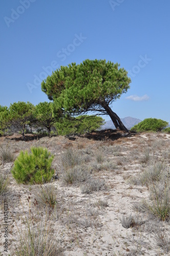 BUDONI Sardinia Italy TANAUNELLA BEACH photo