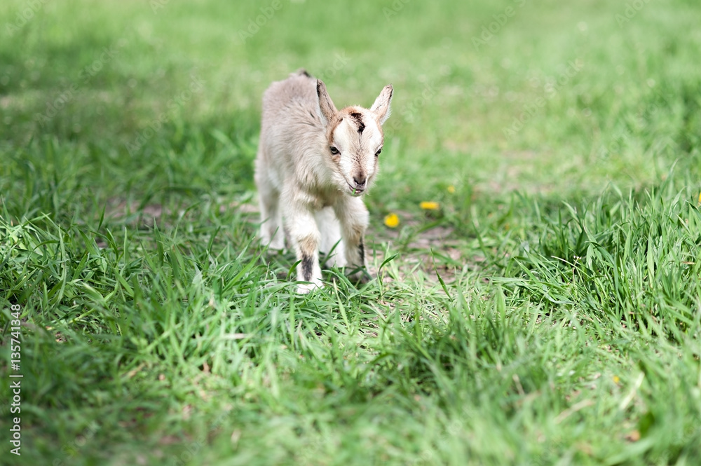 cute little gray goat on the summer meadow