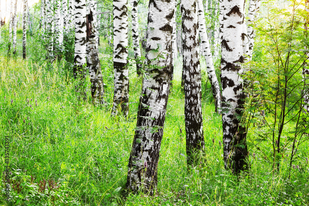 Obraz premium summer in sunny birch forest