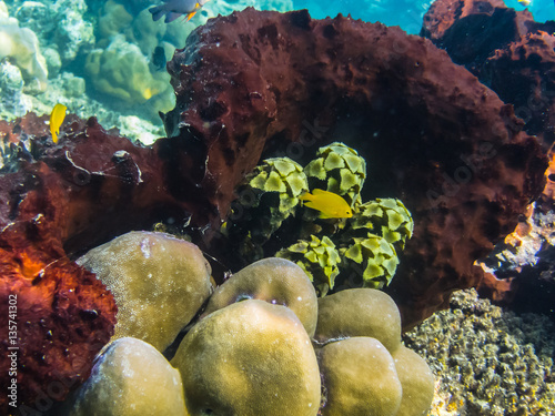 bunte korallen und gewaechse photo