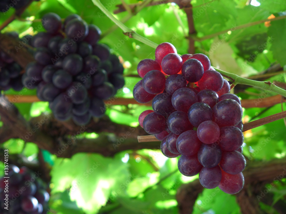 Closed up bunch of purple red ripe grapes on its tree Closed up bunch of purple red ripe grapes on its tree