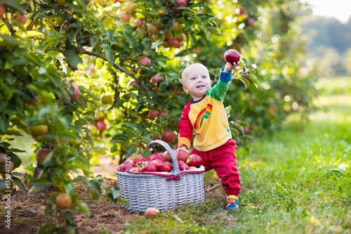 Baby boy picking apples in fruit garden