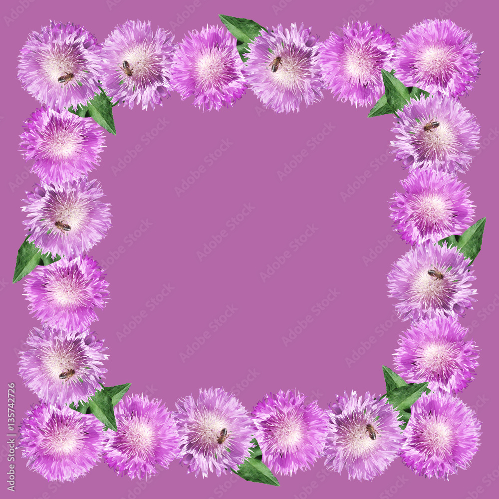 Beautiful floral background with thistle. Isolated 