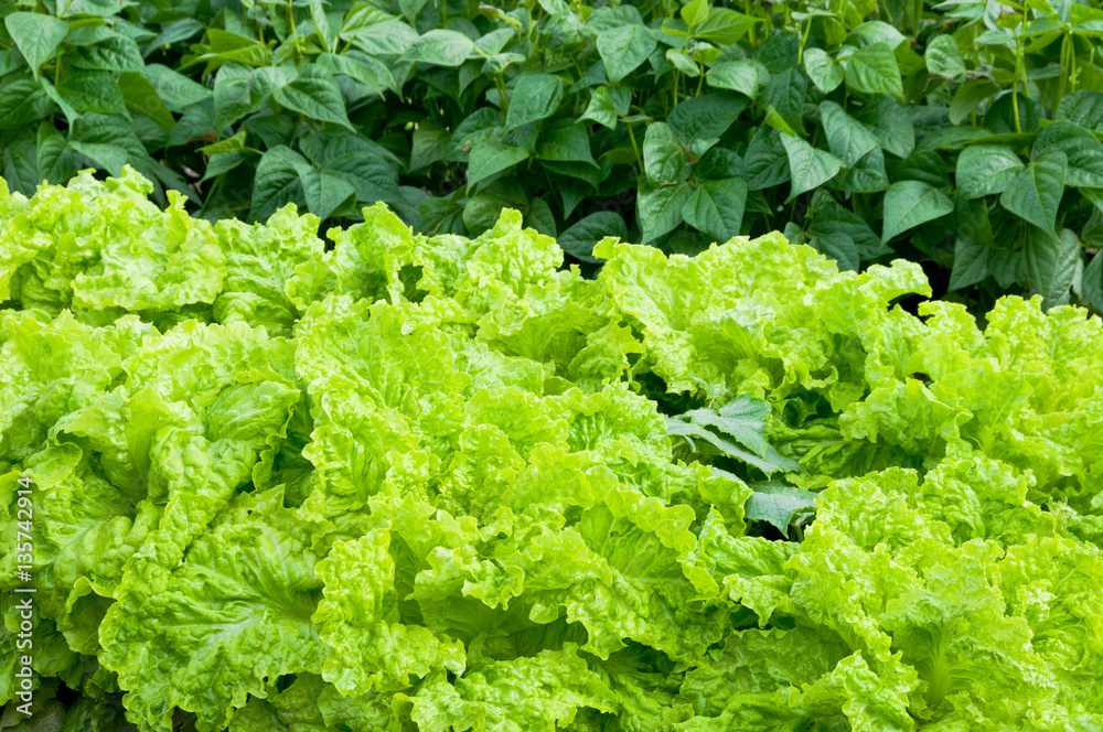 Fresh green lettuce and bush bean plants on a vegetable garden ground. Fresh green lettuce and bush bean plants on a vegetable garden ground.