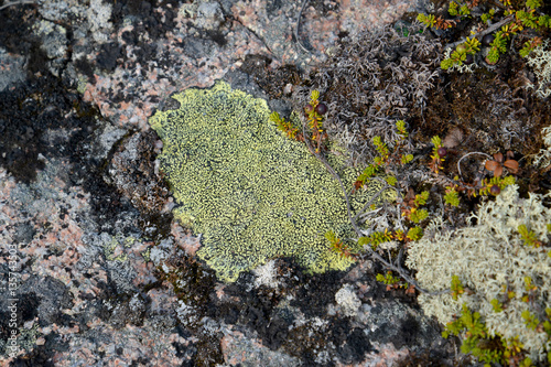 Scale  a lichen on a stone in the tundra photo