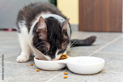 sick cat eats pet food