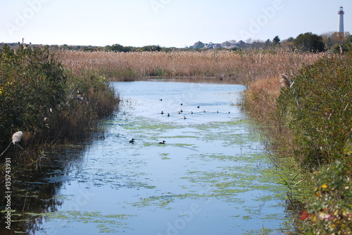 Pond Ducks  photo