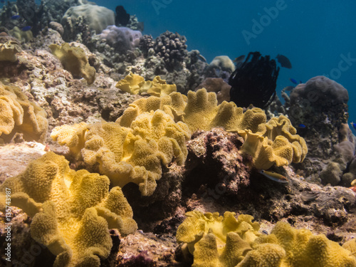 viele gelbe korallen