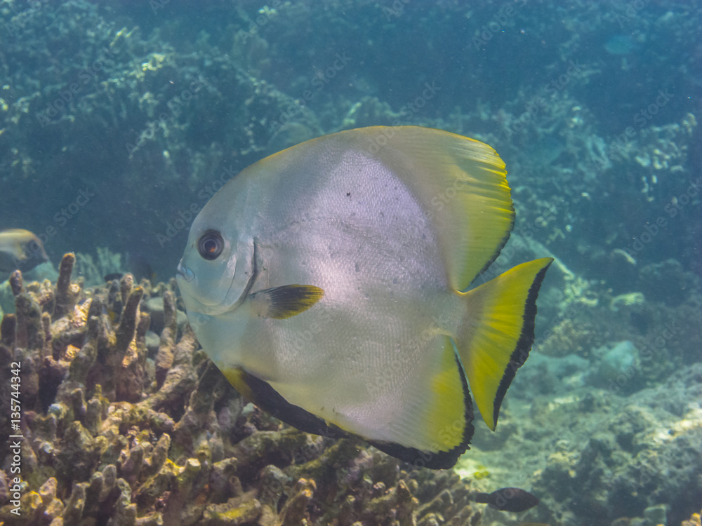 grosser falterfisch grosser falterfisch