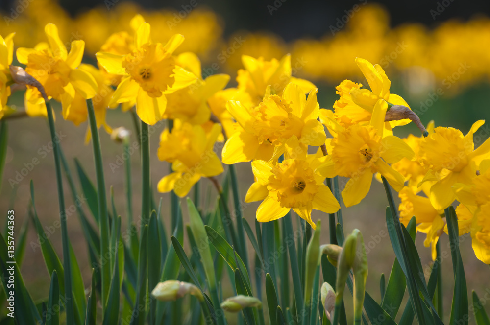 Endlich Frühling: Osterglocken in der Abendsonne, milder Frühlingstag, Narcissus pseudonarcissus, Frohe Ostern, Frühlingsanfang Endlich Frühling: Osterglocken in der Abendsonne, milder Frühlingstag, Narcissus pseudonarcissus, Frohe Ostern, Frühlingsanfang