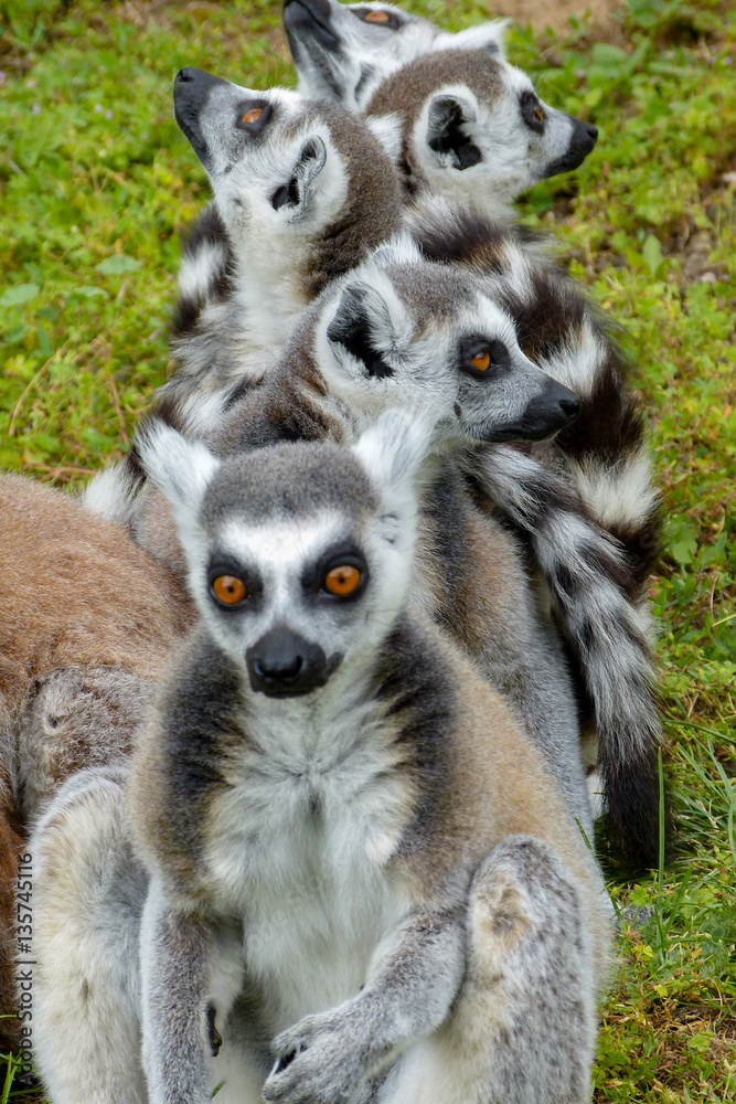 Obraz premium Group of ring-tailed lemurs sitting in a row