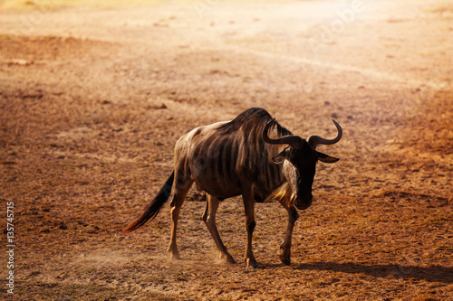 Blue wildebeest walking along at dry savanna