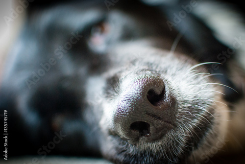 Extreme close up of an old dogs nose.