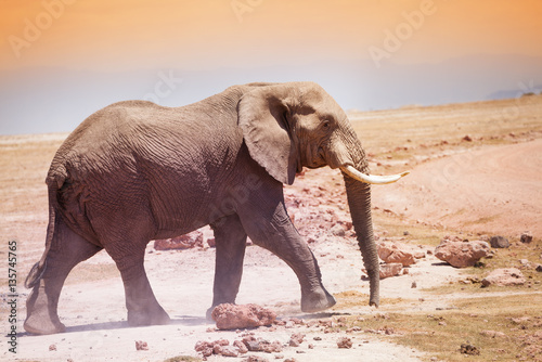 Majestic African elephant in the savannah of Kenya