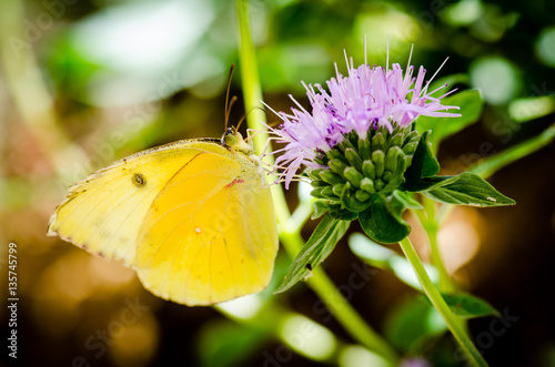 Photography California dogface butterfly on thistle.