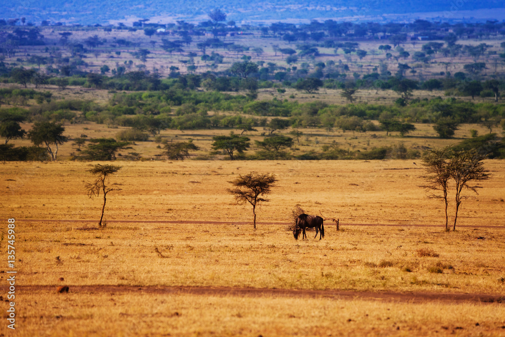 Landscape with wildebeest pasturing on dry grass
