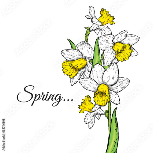 Beautiful daffodils. Vector illustration. Bouquet of spring flowers.