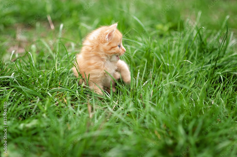 cute little red kitten in green spring grass