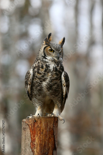 Owl looks for his prey