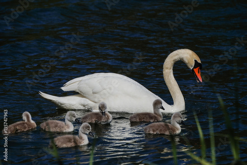 Swan Family with Baby Ducklings photo
