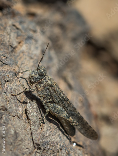 Gran canaria sand grasshopper Sphingonotus guanchus