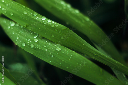 Closeup of water drops on green leaves background