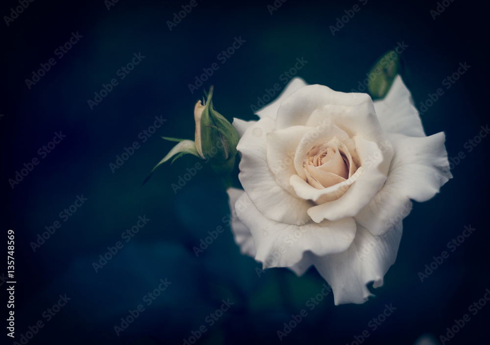 Obraz premium Beautiful white rose with buds on a dark blue background