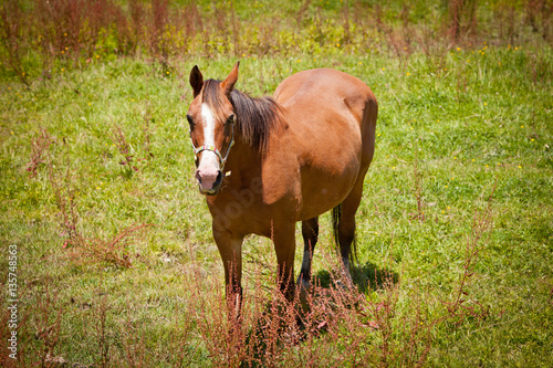 Brown Horse in a Green Field