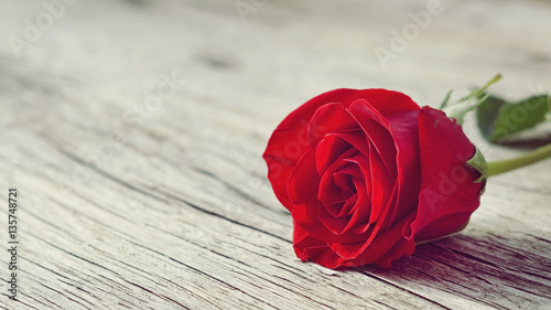 rose rose on old wooden bac...