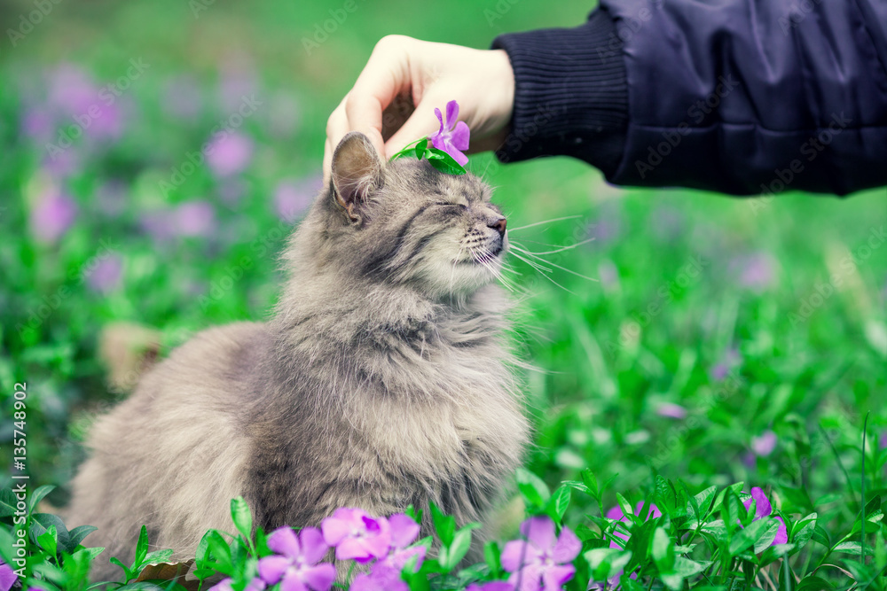 Obraz premium Cute cat lying on the periwinkle lawn with flower on the head.