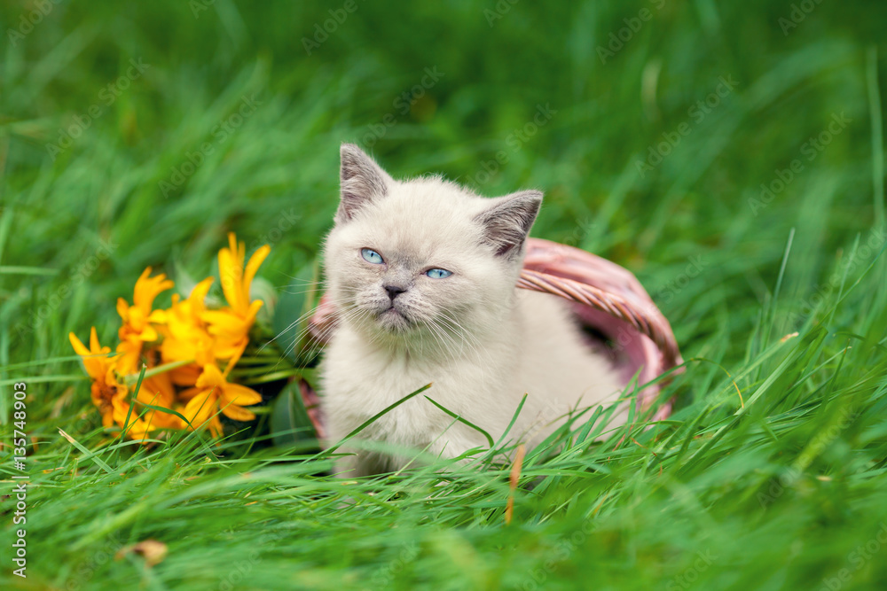 Happy little kitten sitting near basket with flowers on the grass.